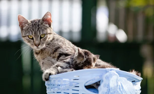 Bir sepet açık havada onu yavru kedi ile kedi. — Stok fotoğraf