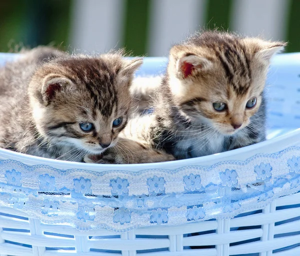 Chatons couchés dans un panier à l'extérieur — Photo