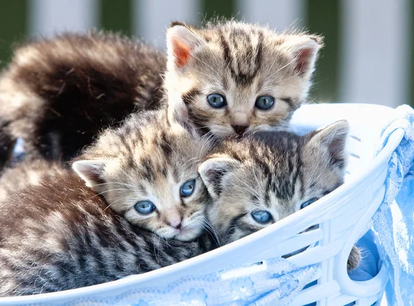 Котята лежат в корзине на открытом воздухе — стоковое фото