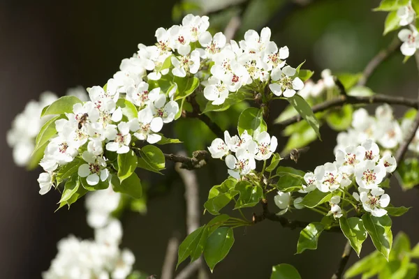 Close-up van kers bloem bij bloesem — Stockfoto