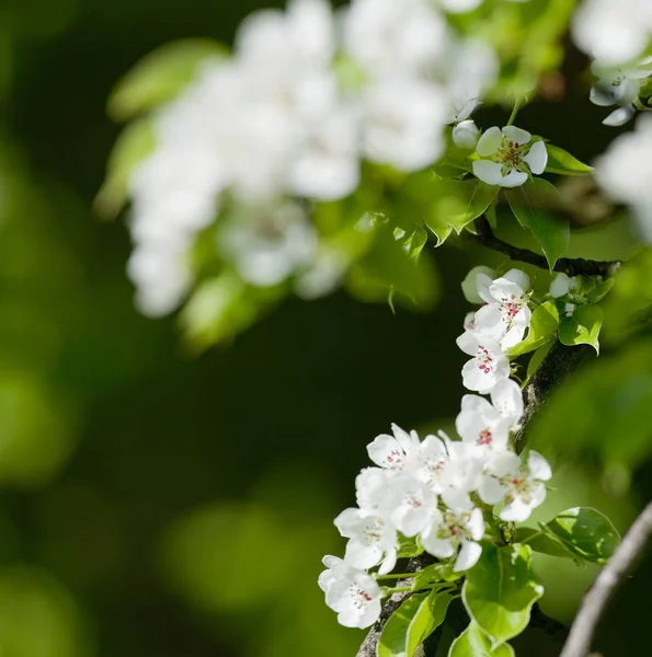 Closeup o třešňový květ na květ — Stock fotografie