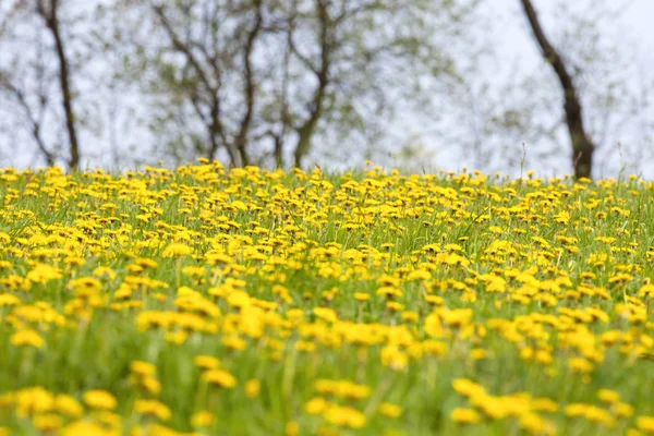 咲くタンポポのフィールド — ストック写真