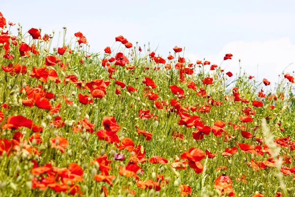 草原に咲く野生の花 — ストック写真