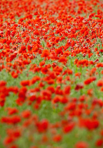 フィールドの咲く赤いケシ — ストック写真