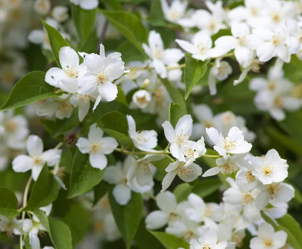 Close-up van Jasmijn Bloem bij Blossom in het voorjaar — Stockfoto