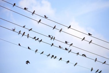 Elektrik telleri üzerinde oturan yutar.