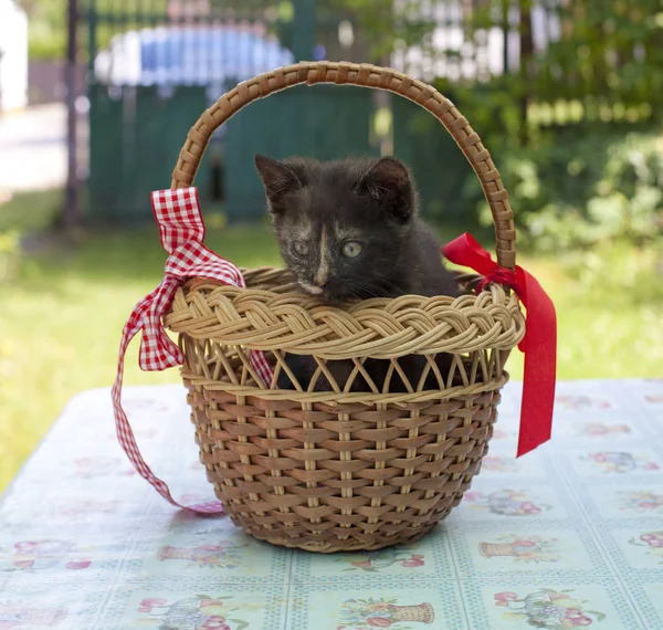 Gatito negro en una canasta con cinta roja — Foto de Stock