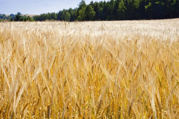 Landskap med ett fält av vete i Böhmen — Stockfoto