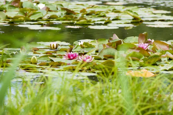 Nymphaea Tetragona nilüfer.