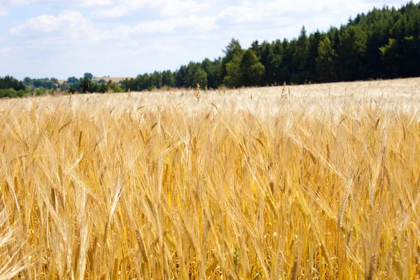 Landskap med ett fält av vete i Böhmen — Stockfoto