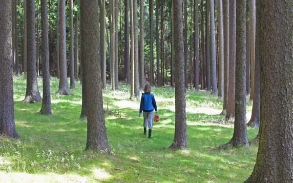 Chlapec s košíkem, procházky v lese. — Stock fotografie