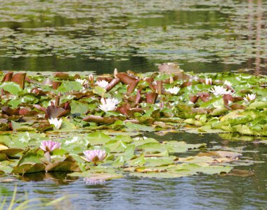 Nymphaea Tetragona nilüfer.