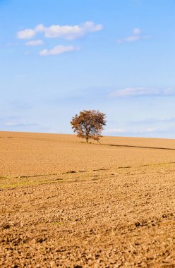Tarladaki Yalnız Ağaç.