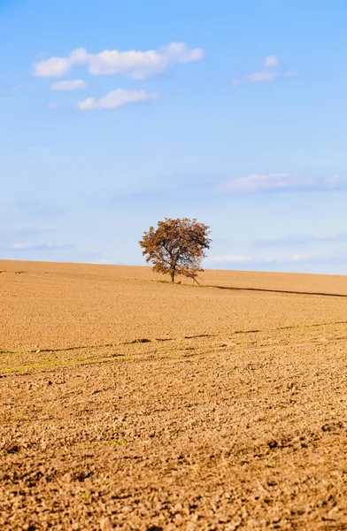 Árbol solitario en un campo. —  Fotos de Stock