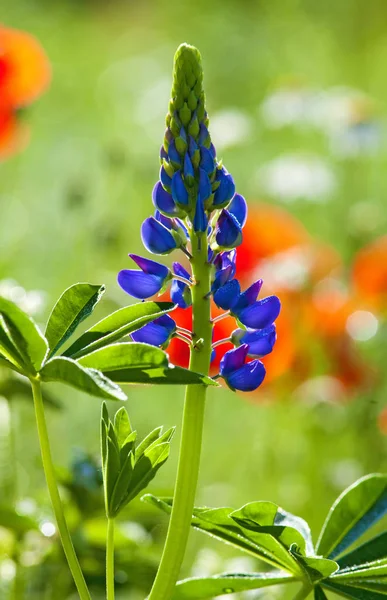 Fleurs sauvages en fleurs sur la prairie — Photo