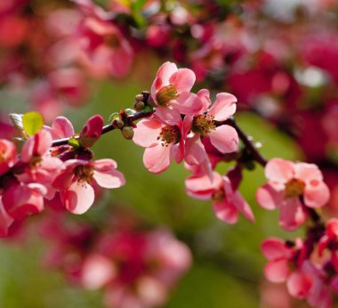 Closeup Şubat Daphne - Daphne Mezereum - Spurge defne 