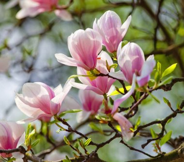 Closeup of Magnolia Flower at Blossom  clipart