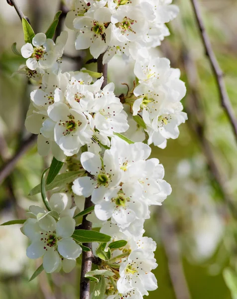 Close-up van kers bloem bij bloesem — Stockfoto
