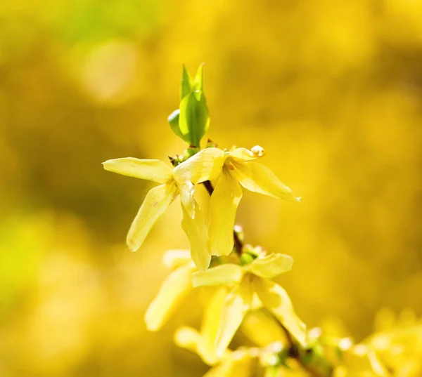 Primer plano de la flor de Laburnum en flor —  Fotos de Stock