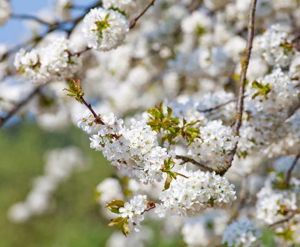 Крупный план вишневого цветка в Блоссоме — стоковое фото