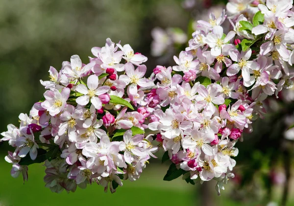Close-up van kers bloem bij bloesem — Stockfoto