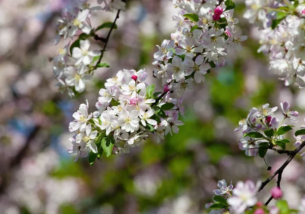 Primer plano de flor de cerezo en flor — Foto de Stock