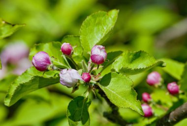 İlkbaharda Elma Ağacı Çiçekleniyor