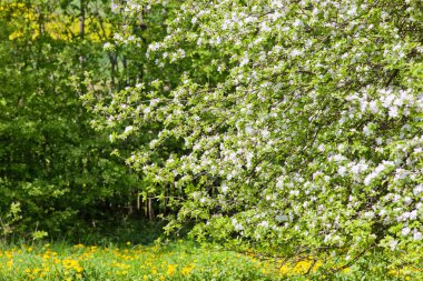 Elma ağacı bahçede çiçek açması.