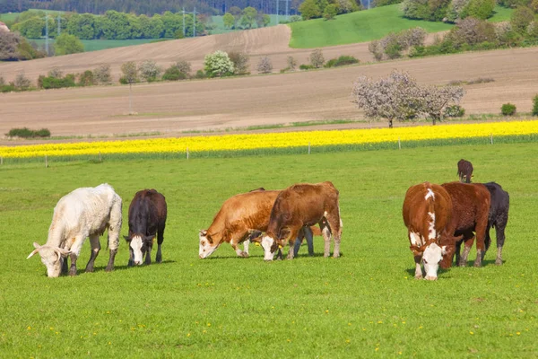 Kor som betar på gräsplan. — Stockfoto