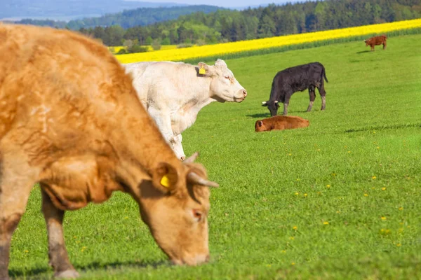 Kor som betar på gräsplan. — Stockfoto