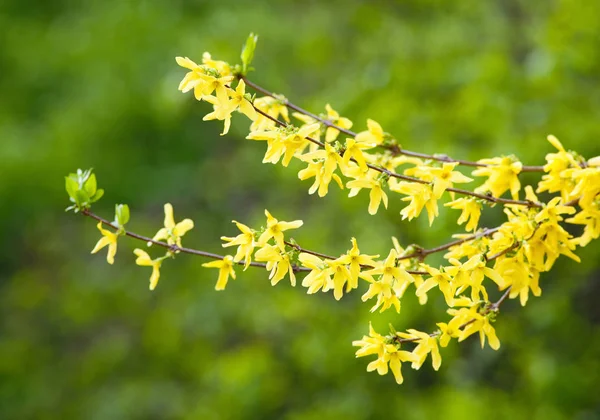 Primer plano de la flor de Laburnum en flor — Foto de Stock