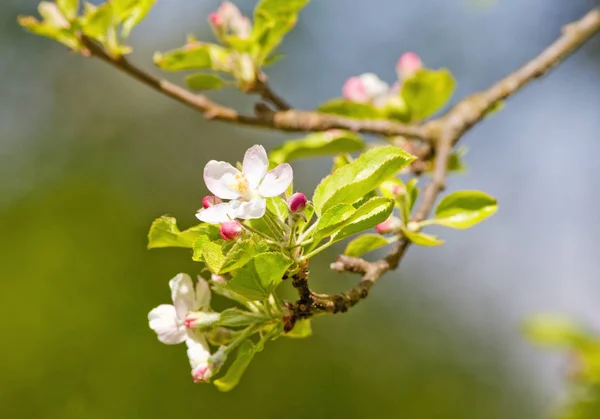 花見で桜の花のクローズ アップ — ストック写真