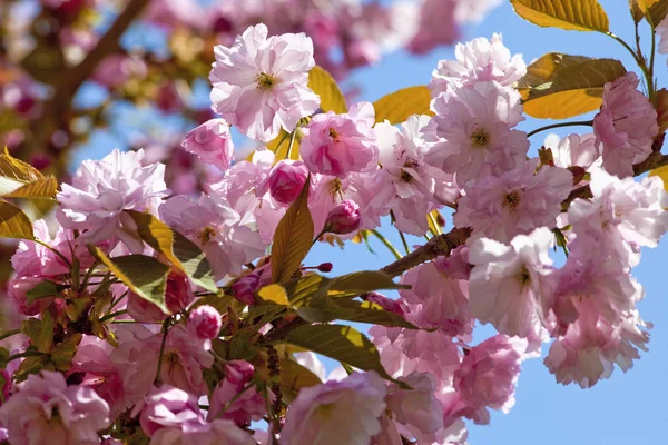 Λεπτομέρεια του δέντρου Sakura Ιαπωνικά ροζ κεράσι ανθίσει — Φωτογραφία Αρχείου