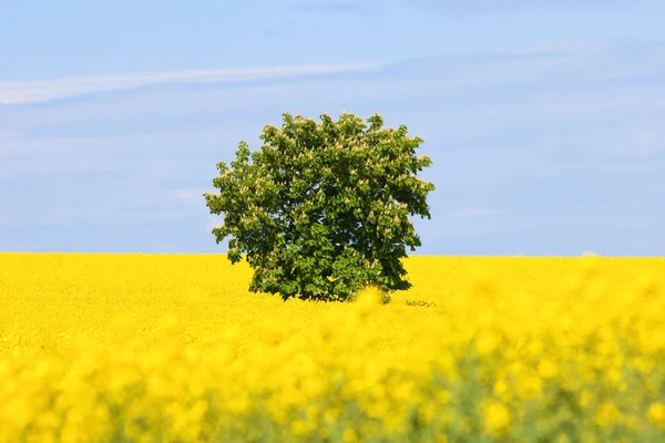 Lone tree in a Field of Rape. — Stock Photo, Image