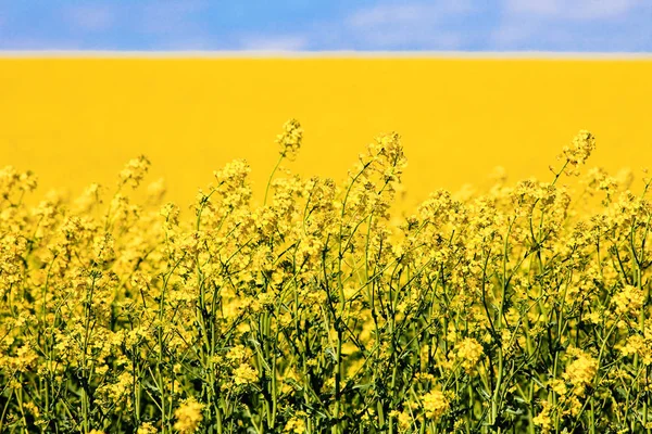 春と青空の黄色い菜の花畑. — ストック写真