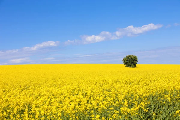 Lone tree in a Field of Rape. — Stock Photo, Image