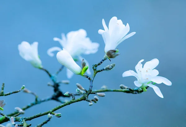Manolya Çiçeğinin Kapanışı Baharda Çiçek Açtı — Stok fotoğraf