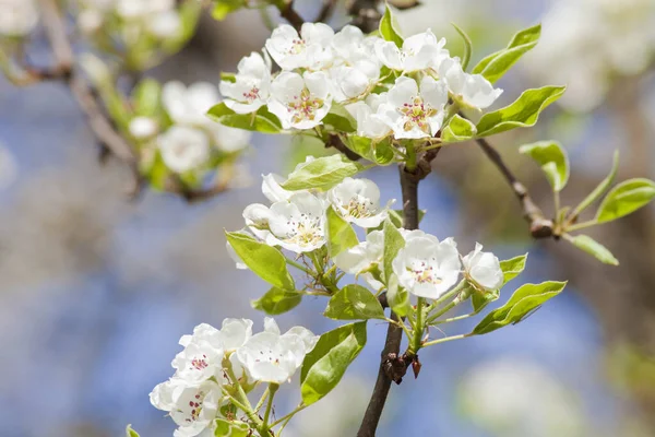 Close Van Cherry Flower Bij Blossom Het Voorjaar — Stockfoto