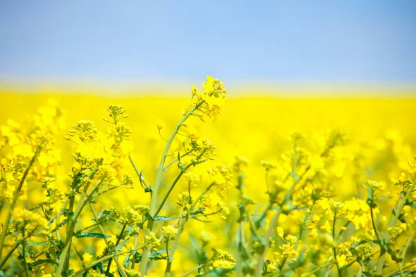 春と青空の黄色い菜の花畑 — ストック写真