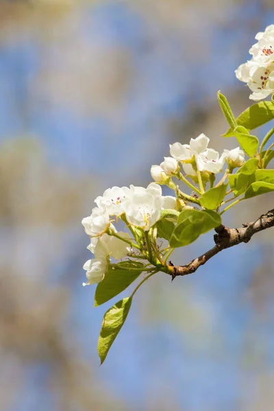 Szekrény Cseresznyevirág Virágzás Tavasszal Jogdíjmentes Stock Képek