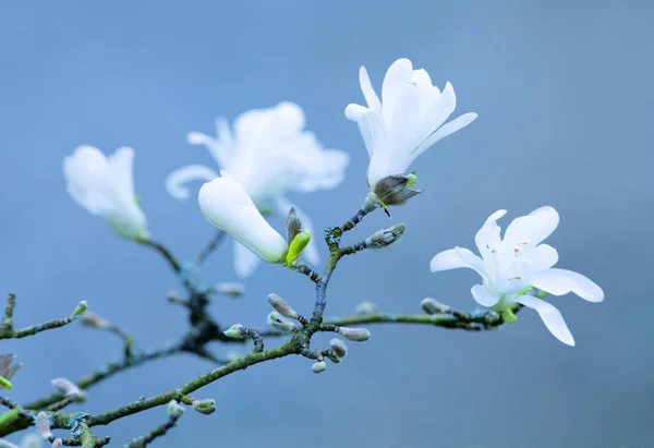 Magnolia Virág Közelsége Tavasszal Jogdíjmentes Stock Képek