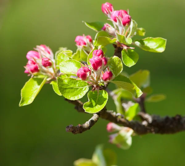 春に咲くアップルの木 ストック写真
