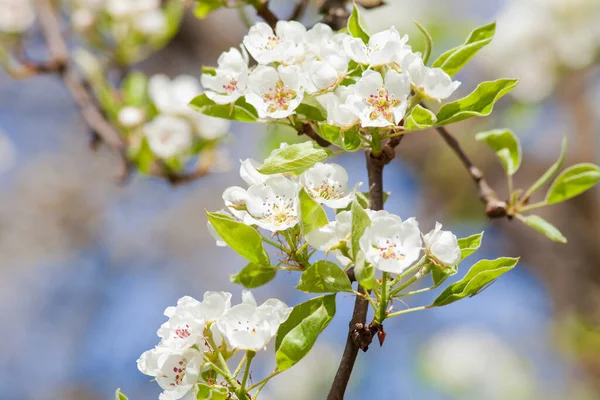 Szekrény Cseresznyevirág Virágzás Tavasszal Stock Kép