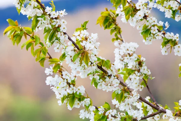 春に花を咲かせる桜のライトアップ ストックフォト