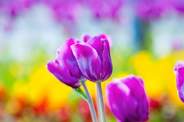 Szekrény Tulipán Virág Virágzás Tavasszal Stock Fotó