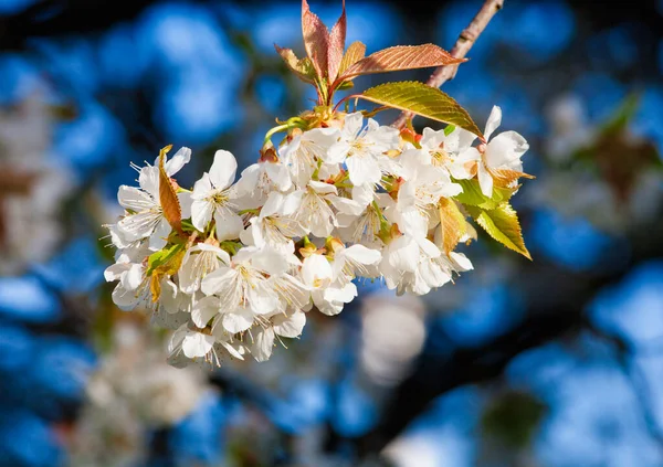 Szekrény Cseresznyevirág Virágzás Tavasszal Jogdíjmentes Stock Fotók