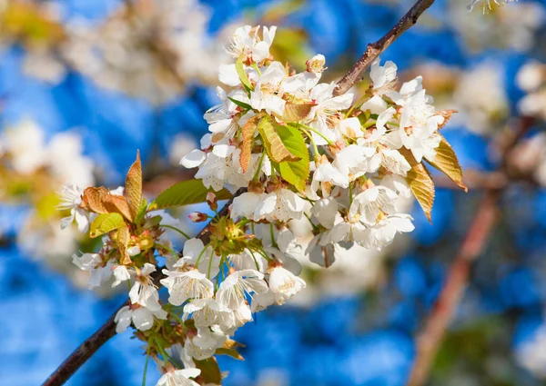 Κλείσιμο Του Λουλουδιού Κερασιάς Στο Blossom Την Άνοιξη Royalty Free Φωτογραφίες Αρχείου