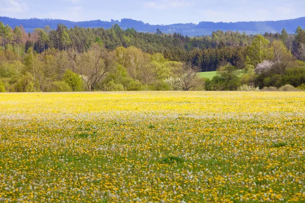 Czech Republic South Bohemia Landscape Meadow Dandelions — Stock Photo, Image