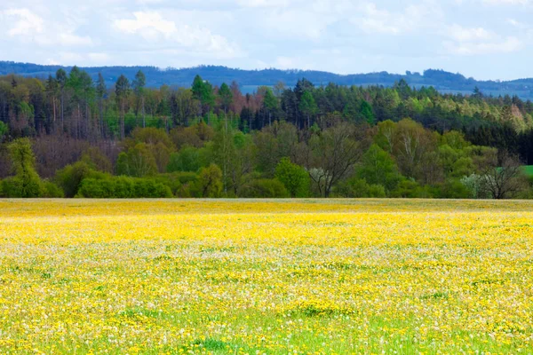 Tschechien Südböhmen Landschaft Mit Löwenzahnwiese — Stockfoto