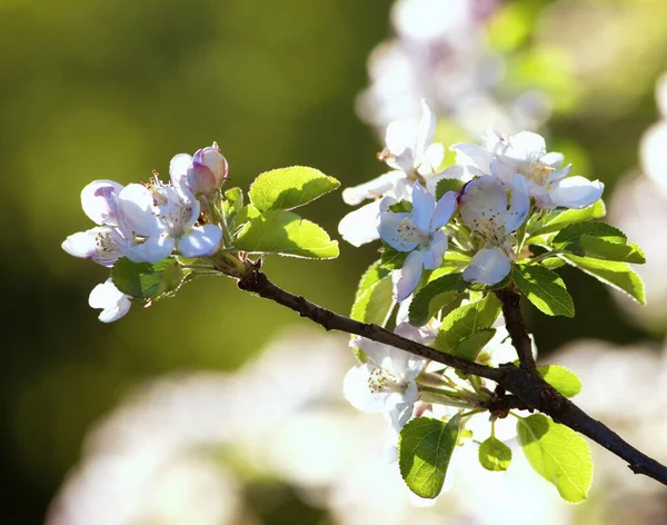 Äppelträd Blomma Våren — Stockfoto